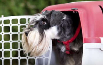 انواع روش‌های حمل حیوانات خانگی به خارج از کشور
